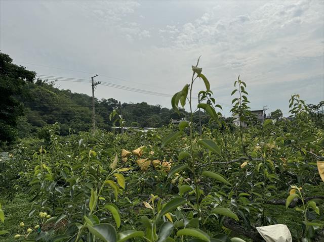 生產者圖片
