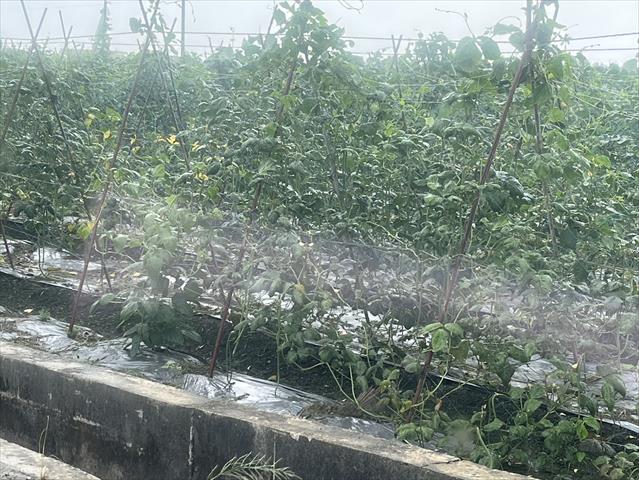 生產者圖片