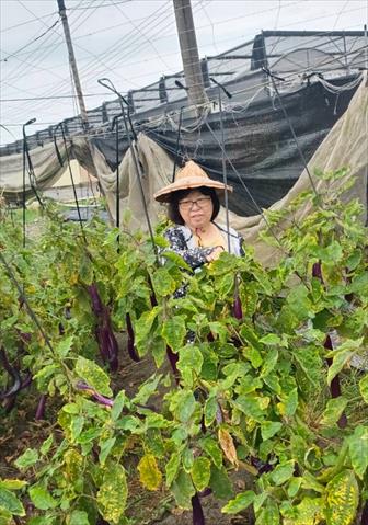 生產者圖片
