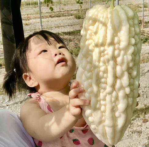 生產者圖片