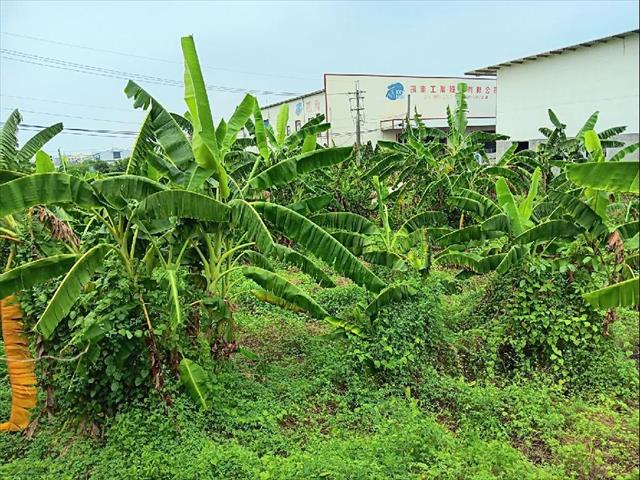 生產者圖片