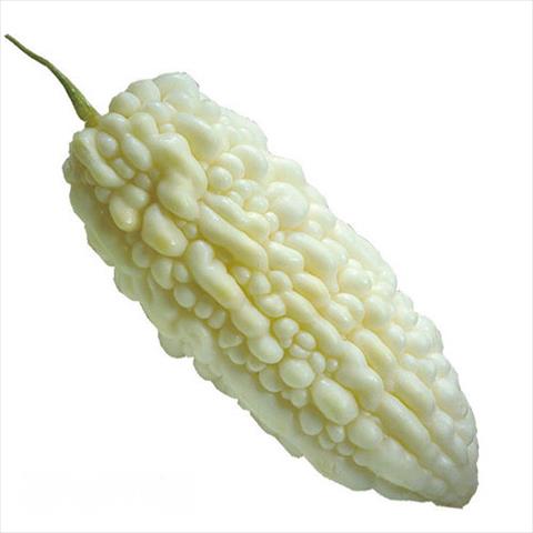 生產者圖片