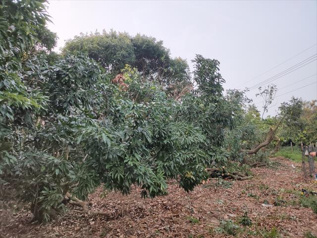 生產者圖片