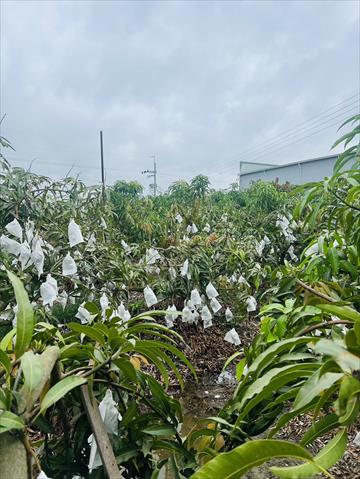 生產者圖片