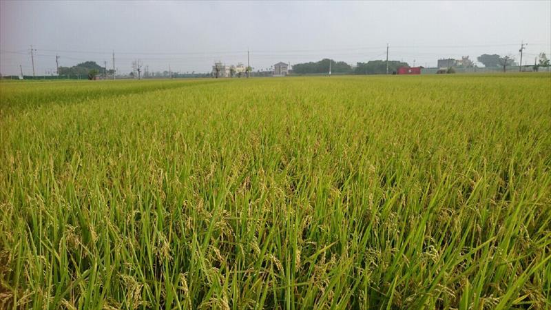 生產者圖片