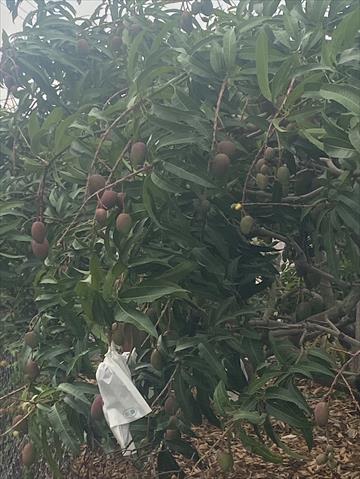 生產者圖片