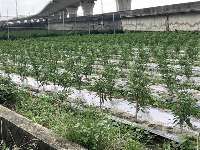 生產者圖片