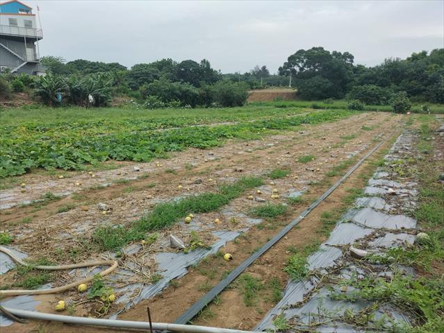 生產者圖片