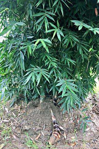 生產者圖片