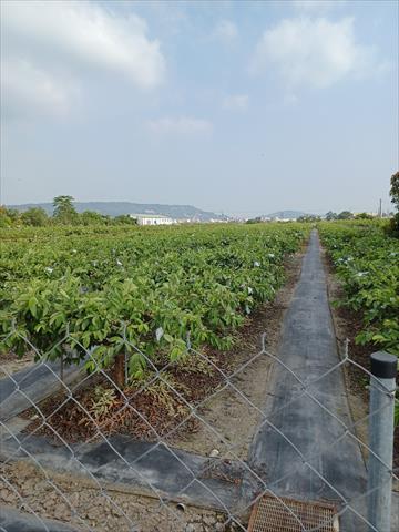 生產者圖片
