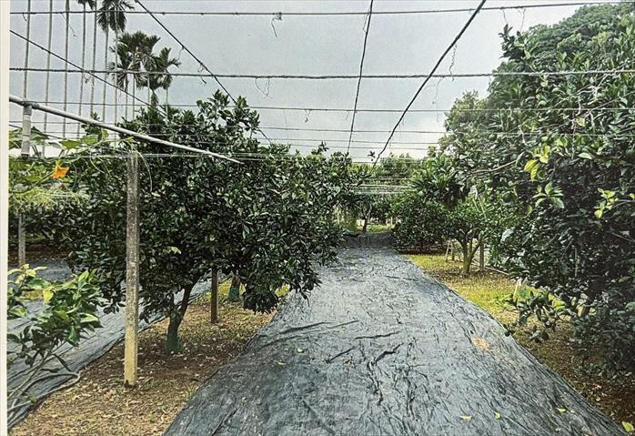 生產者圖片