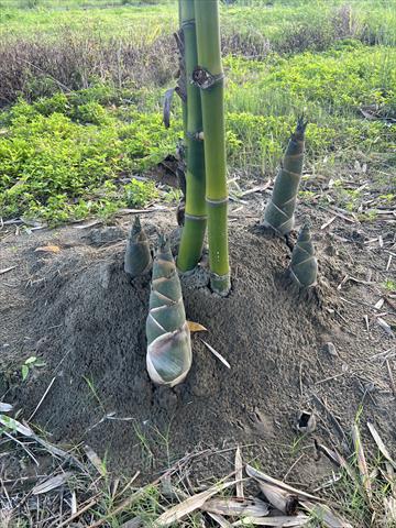 生產者圖片
