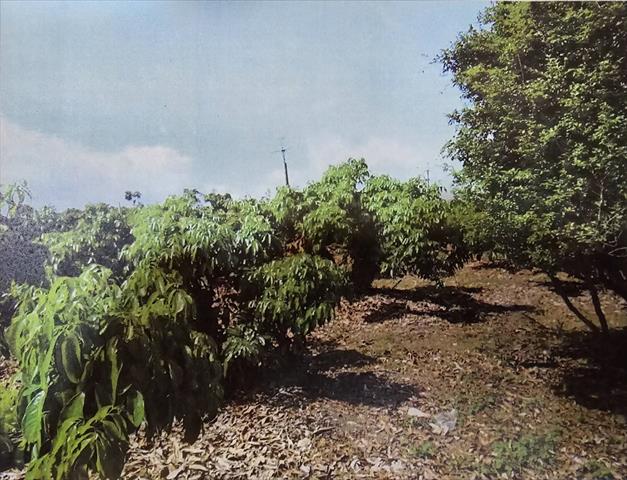 生產者圖片