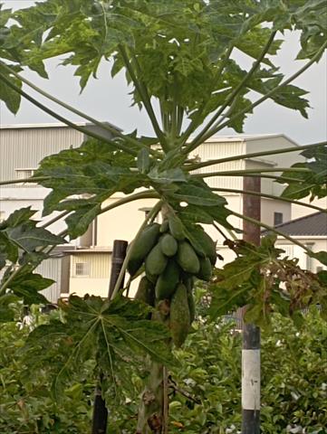 生產者圖片