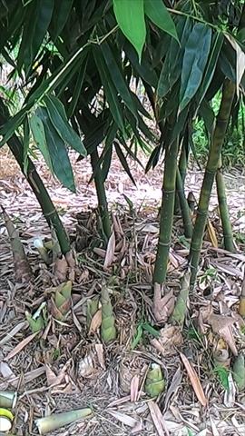 生產者圖片