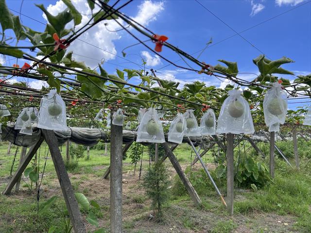 生產者圖片