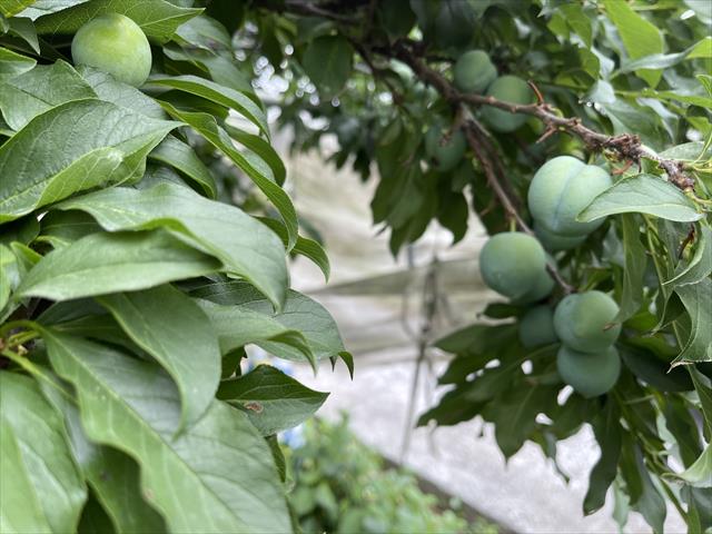 生產者圖片