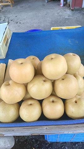 生產者圖片