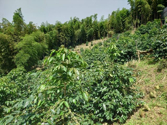 生產者圖片