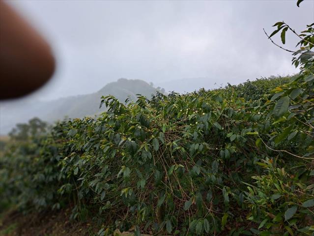 生產者圖片