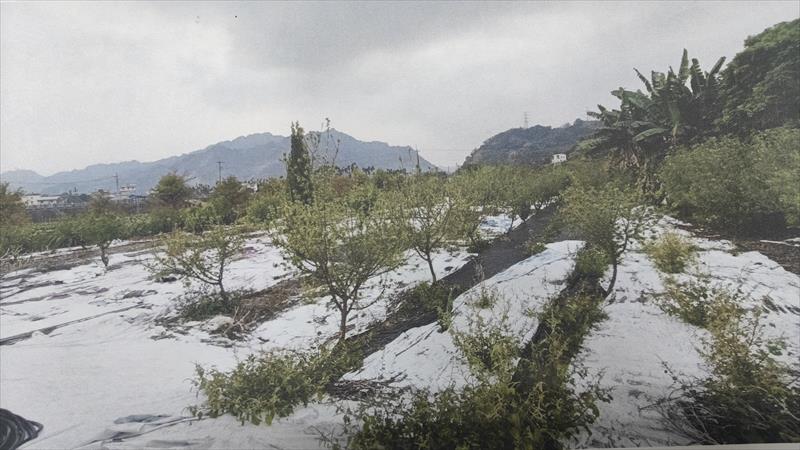 生產者圖片
