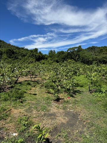 生產者圖片