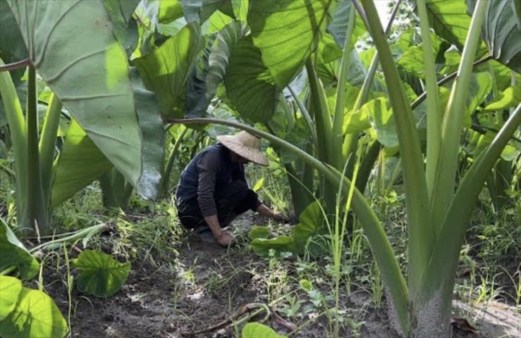 生產者圖片