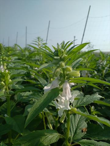 生產者圖片