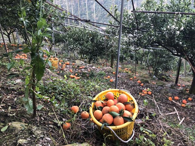 生產者圖片