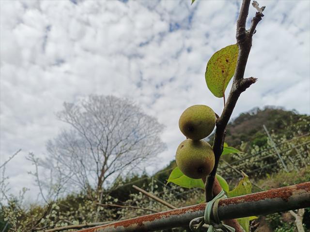 生產者圖片