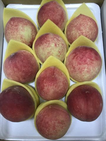 生產者圖片