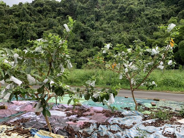 生產者圖片