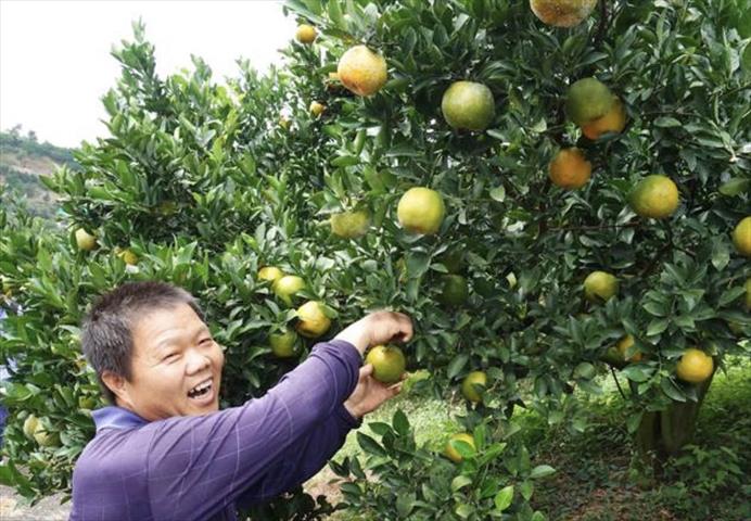 生產者圖片