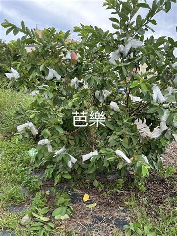 生產者圖片