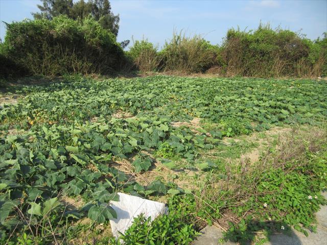 生產者圖片