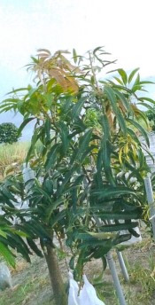 生產者圖片