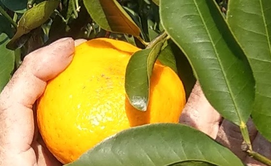 生產者圖片