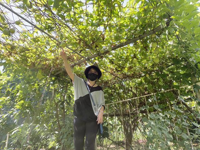 生產者圖片