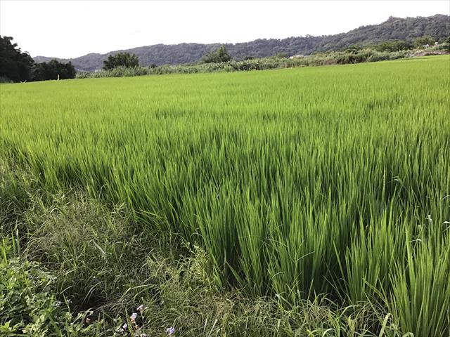生產者圖片