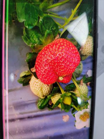生產者圖片