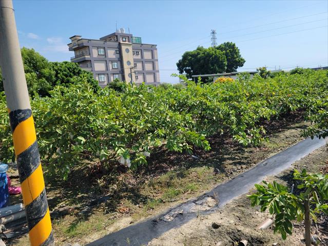 生產者圖片