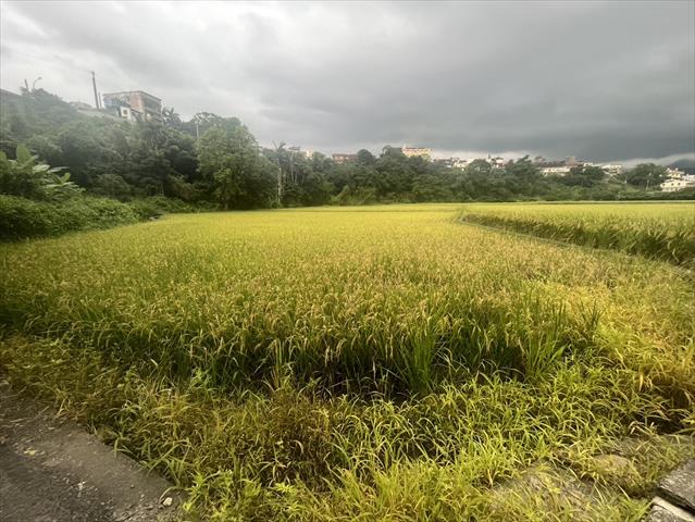 生產者圖片