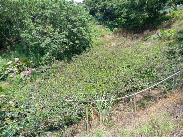 生產者圖片