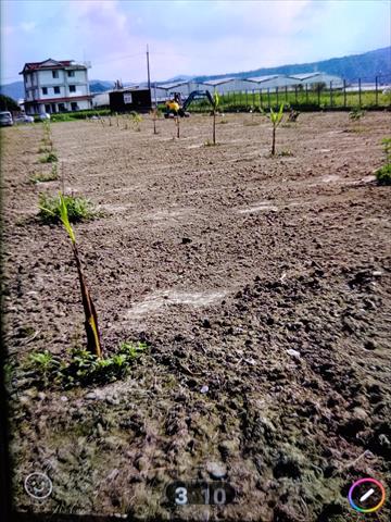 生產者圖片
