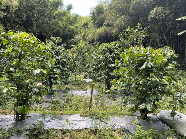 生產者圖片