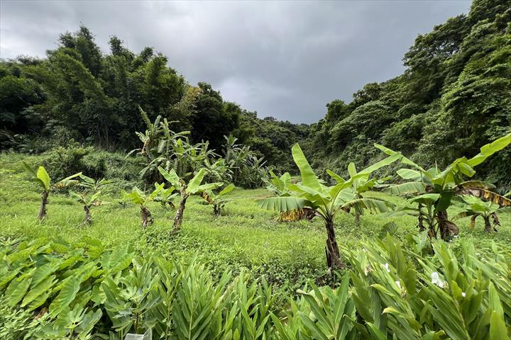 生產者圖片