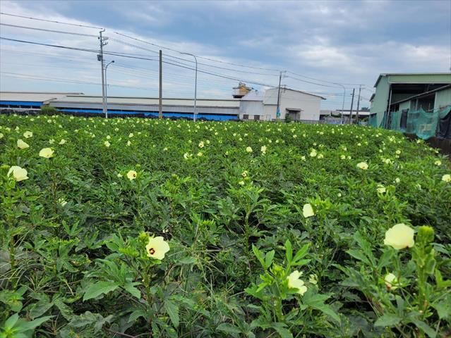 生產者圖片