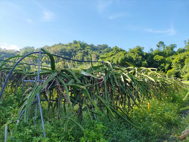 生產者圖片