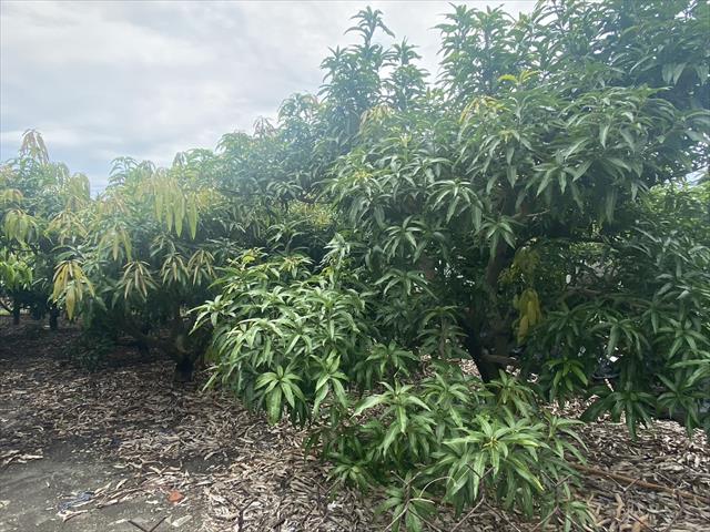 生產者圖片