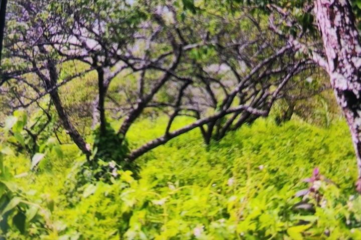 生產者圖片